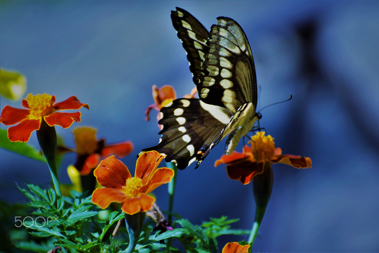 Nikon D5300 sample photo. Blue mood. photography