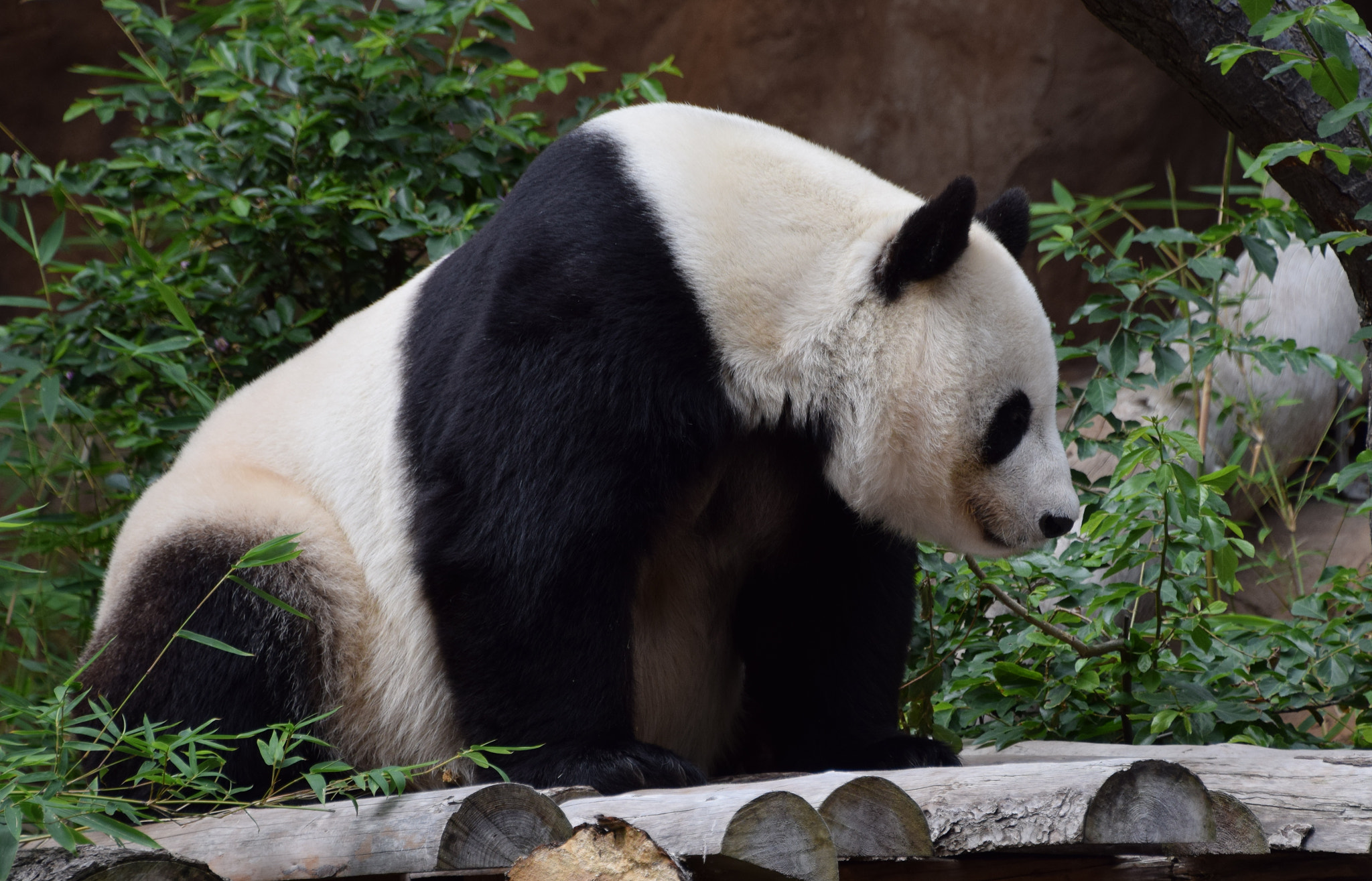 Nikon D5300 sample photo. Giant panda at san diego zoo.  copyright © 2018 an photography