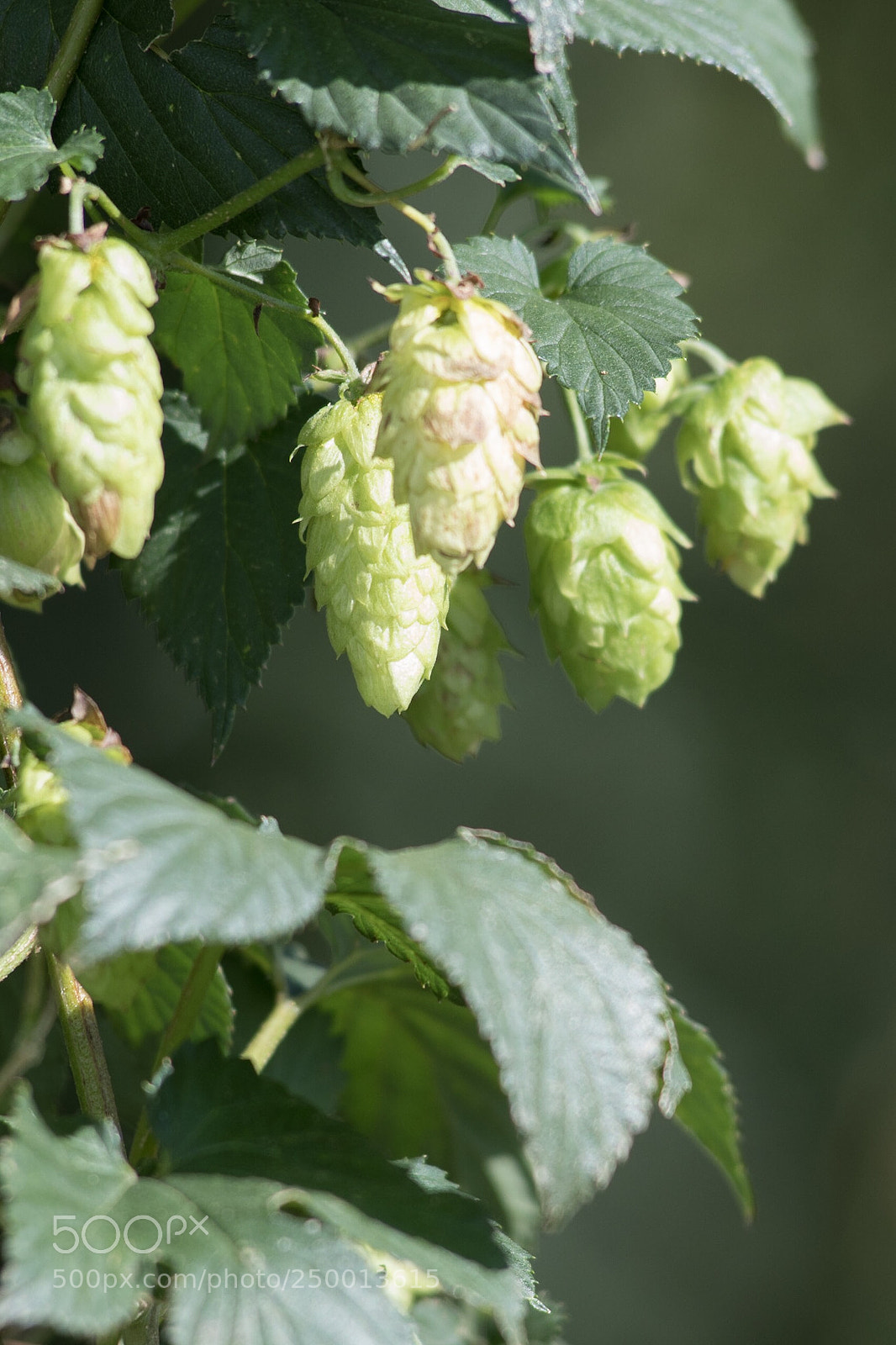 Nikon D500 sample photo. Hops photography