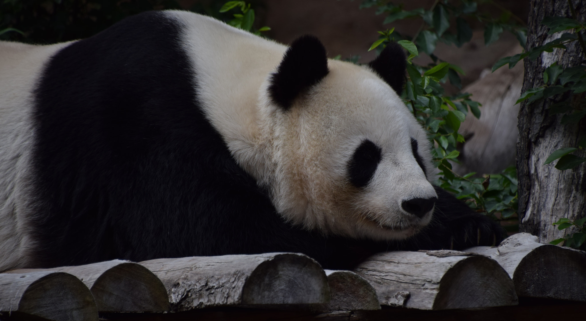 Nikon D5300 sample photo. Giant panda at san diego zoo photography