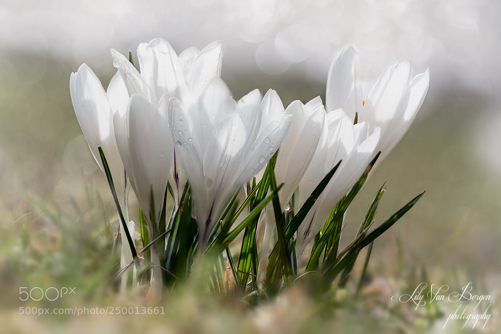 Nikon D810 sample photo. White crocuses 2 photography