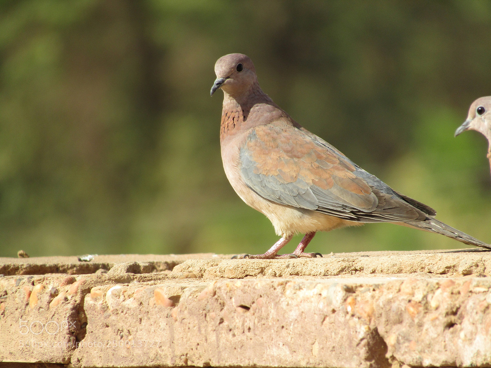 Canon PowerShot SX410 IS sample photo. Img photography
