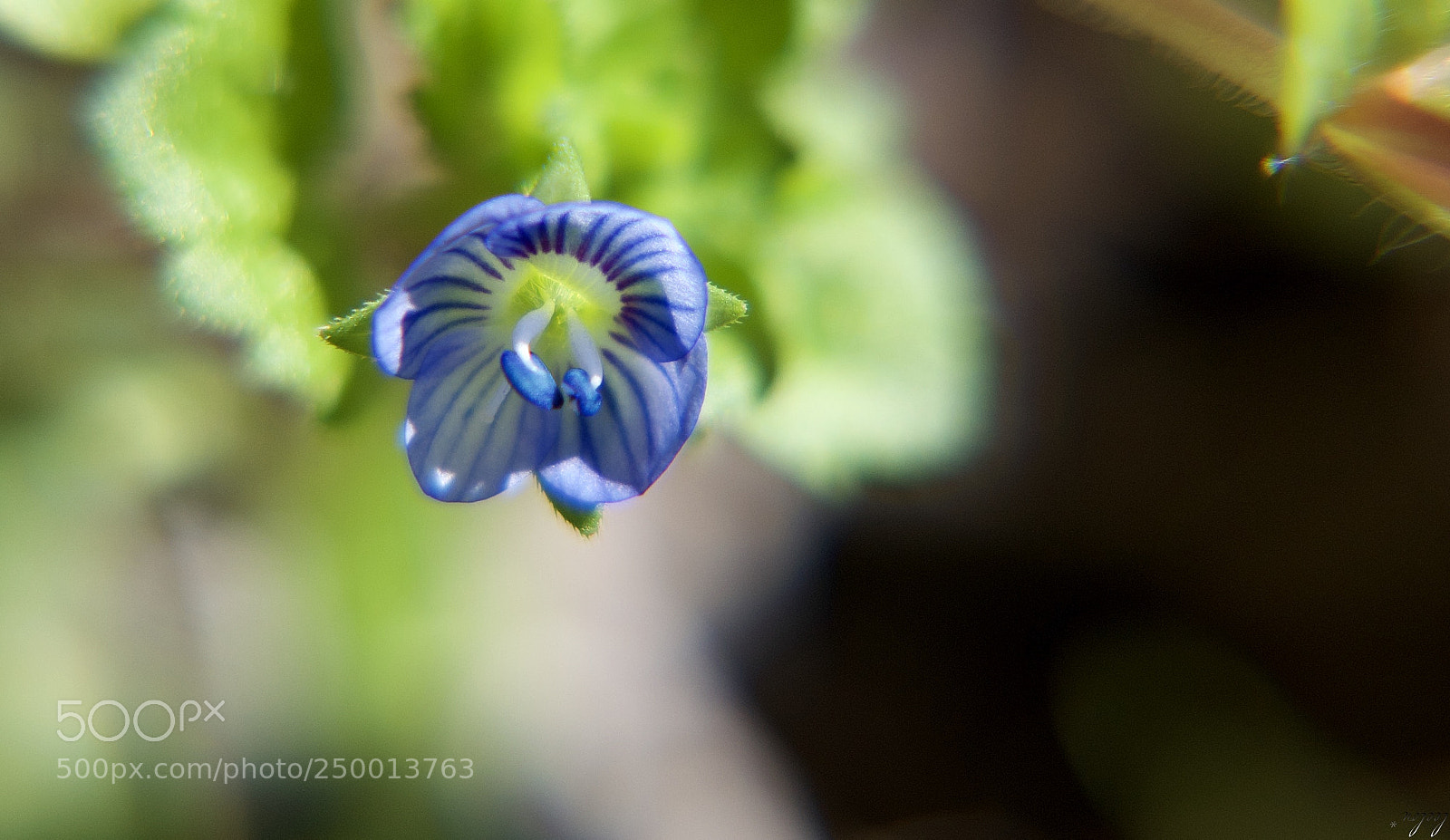 Nikon D3100 sample photo. You are my soul photography