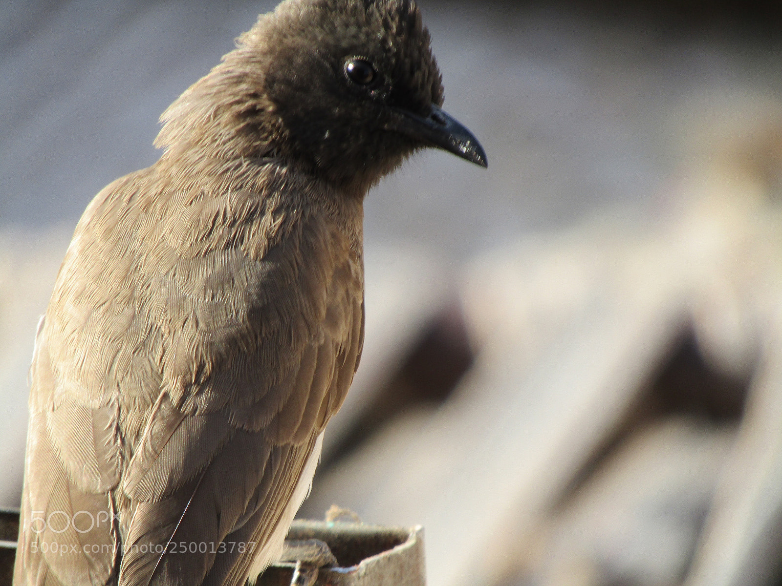 Canon PowerShot SX410 IS sample photo. Img photography