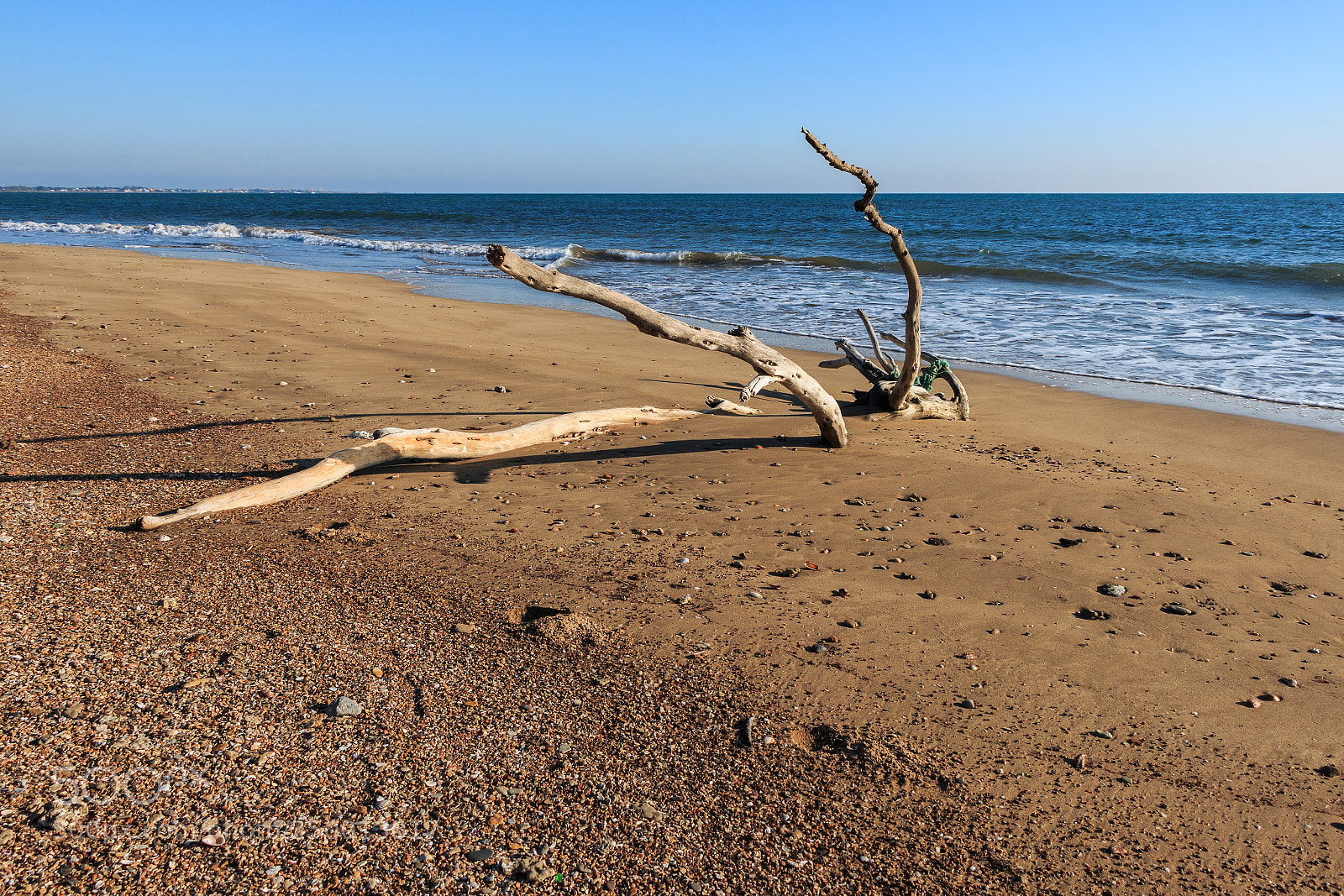 Canon EOS 70D sample photo. Tree branch at the photography