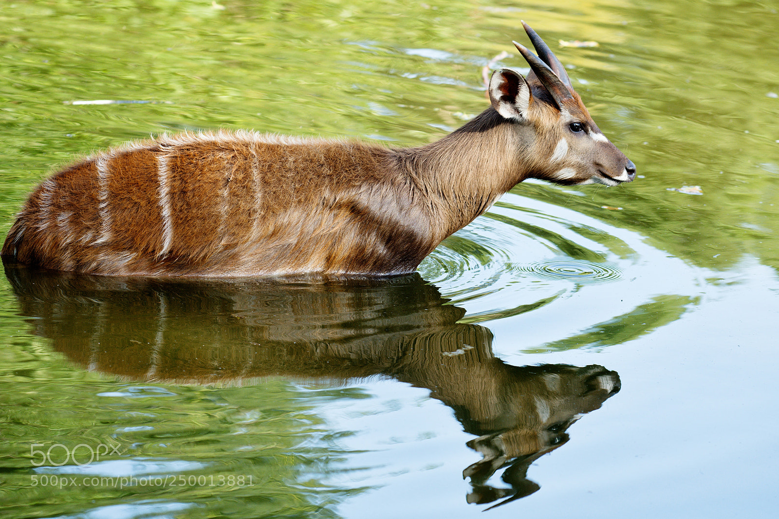 Nikon D7200 sample photo. A cooling dip in photography