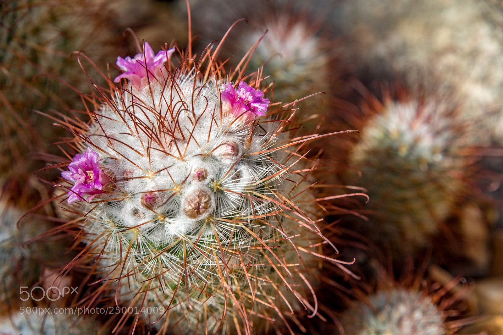 Canon EOS 5D Mark IV sample photo. Lean to the left photography