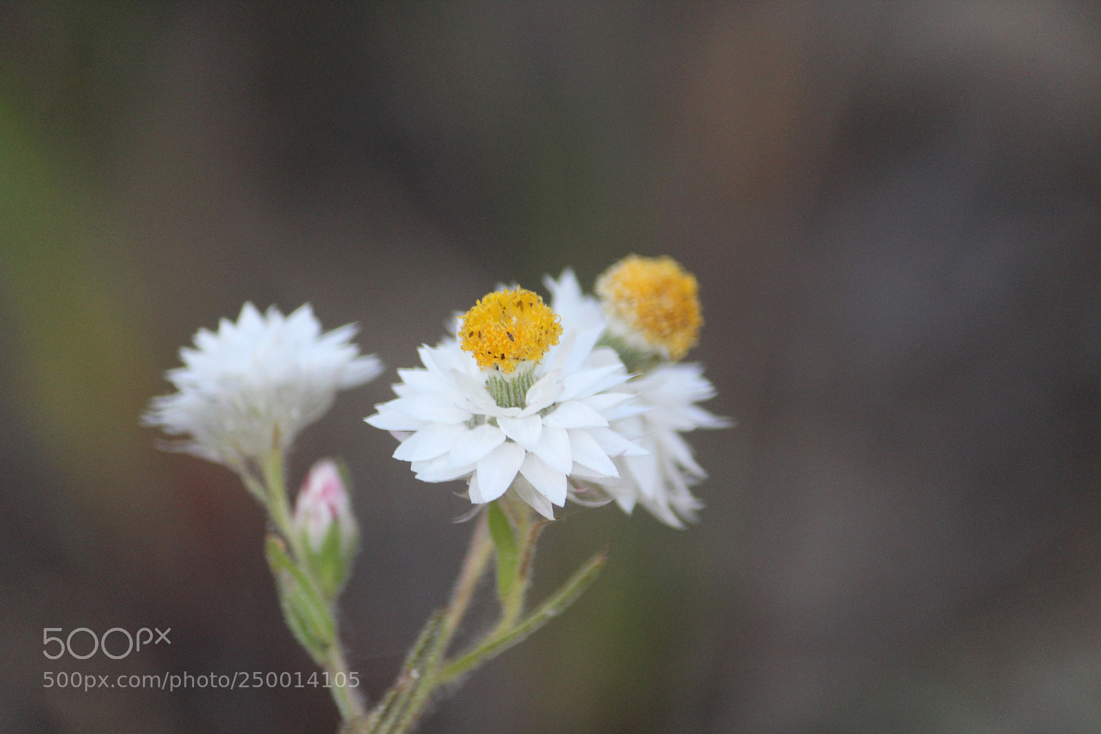 Canon EF-S 55-250mm F4-5.6 IS II sample photo. Macro buds photography