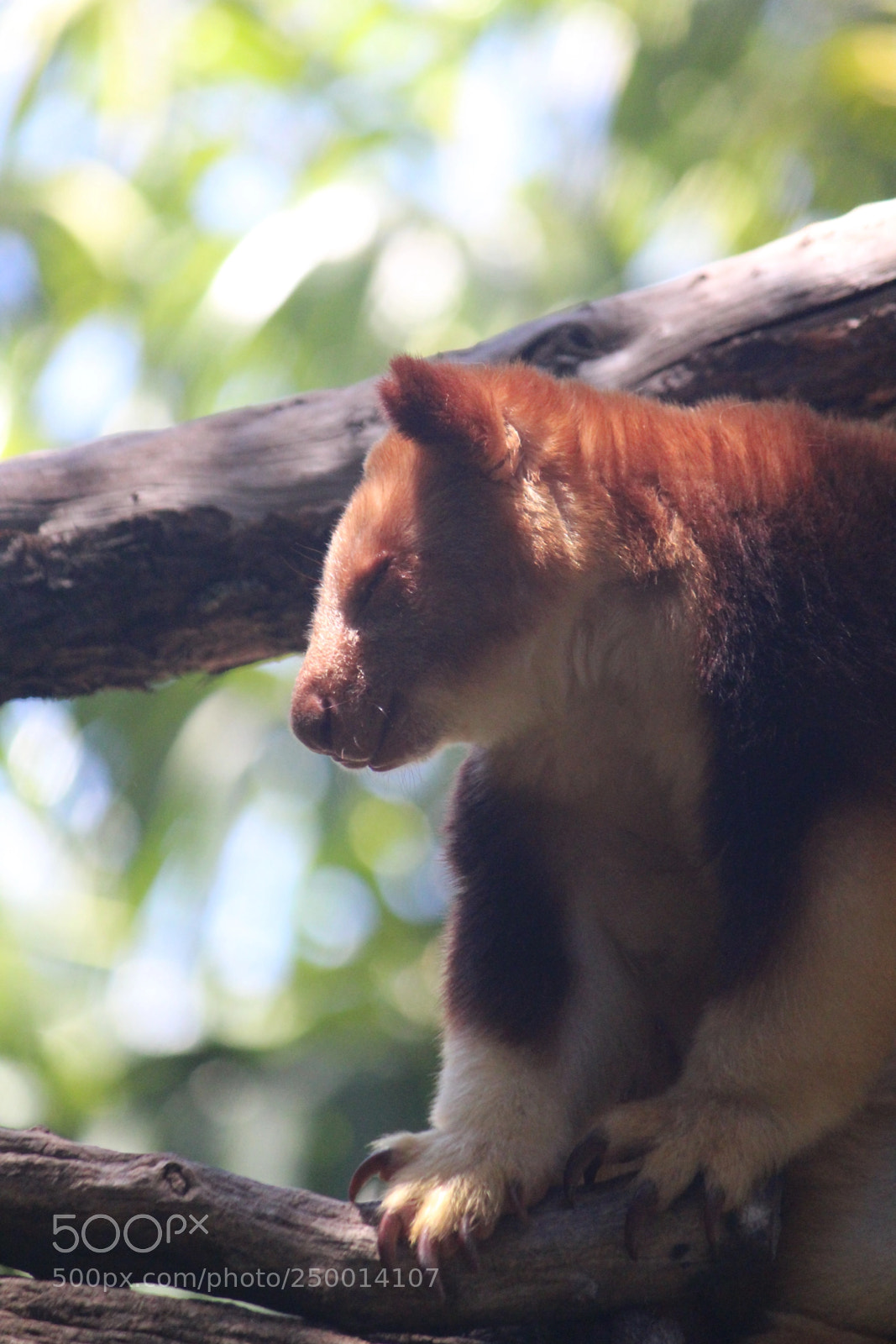 Canon EF-S 55-250mm F4-5.6 IS II sample photo. Red tree kangeroo photography