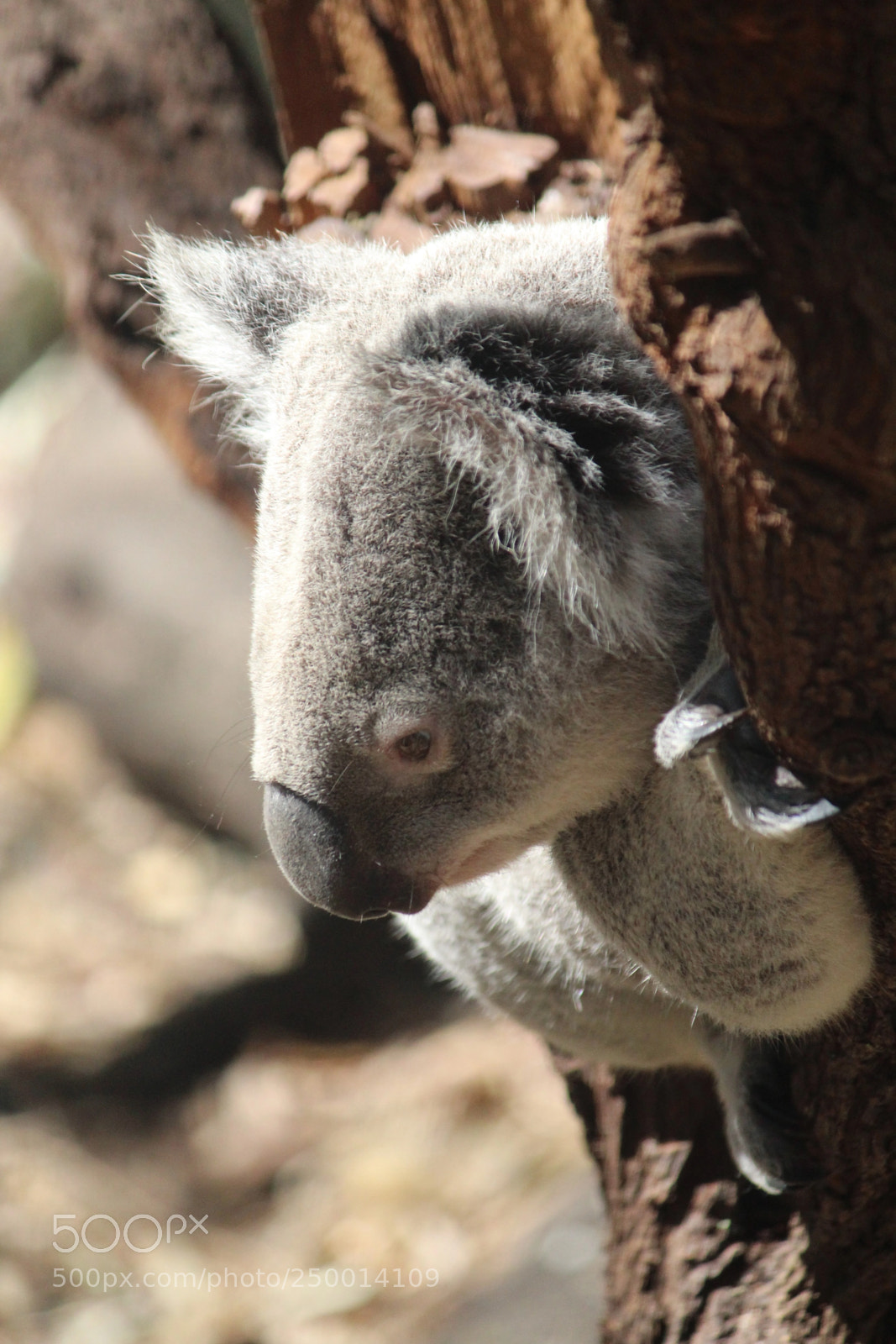 Canon EF-S 55-250mm F4-5.6 IS II sample photo. Watchful koala photography