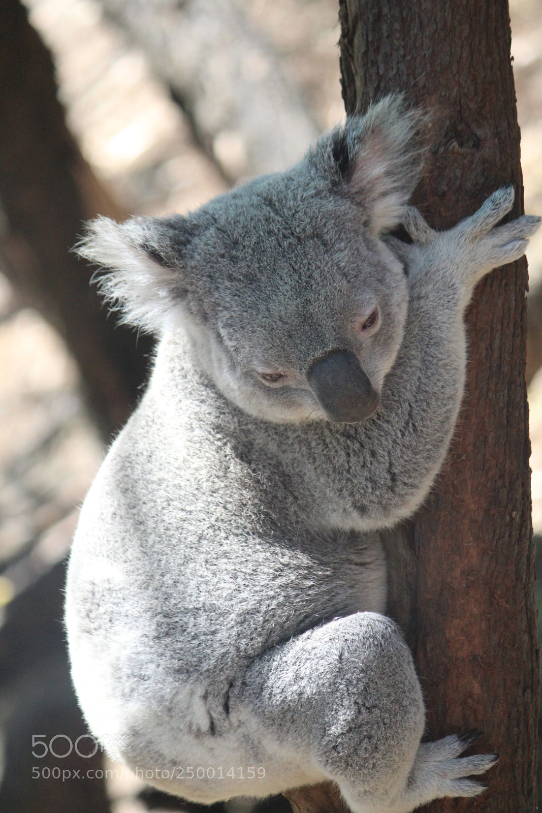 Canon EF-S 55-250mm F4-5.6 IS II sample photo. Cute koala photography