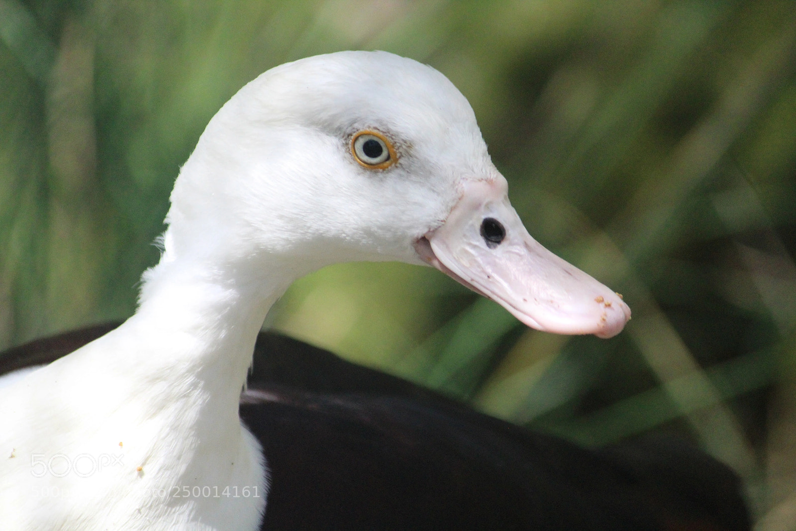 Canon EF-S 55-250mm F4-5.6 IS II sample photo. Radjah shelduck photography