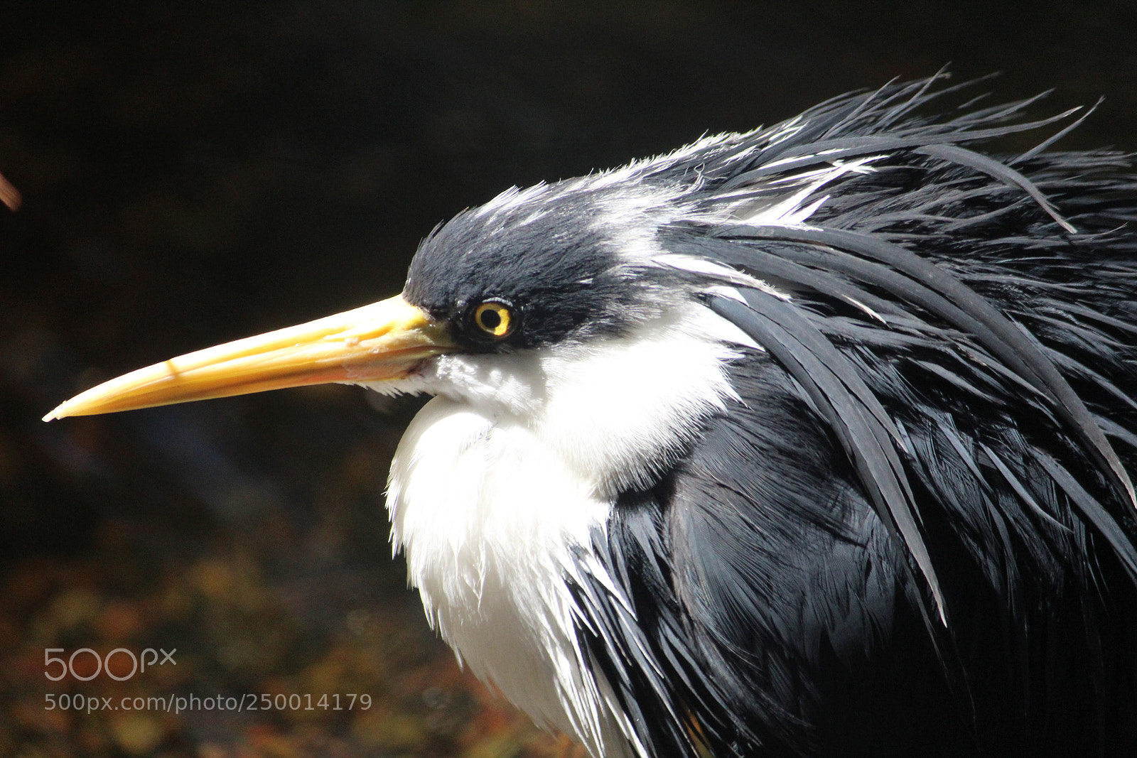 Canon EF-S 55-250mm F4-5.6 IS II sample photo. Pied heron photography