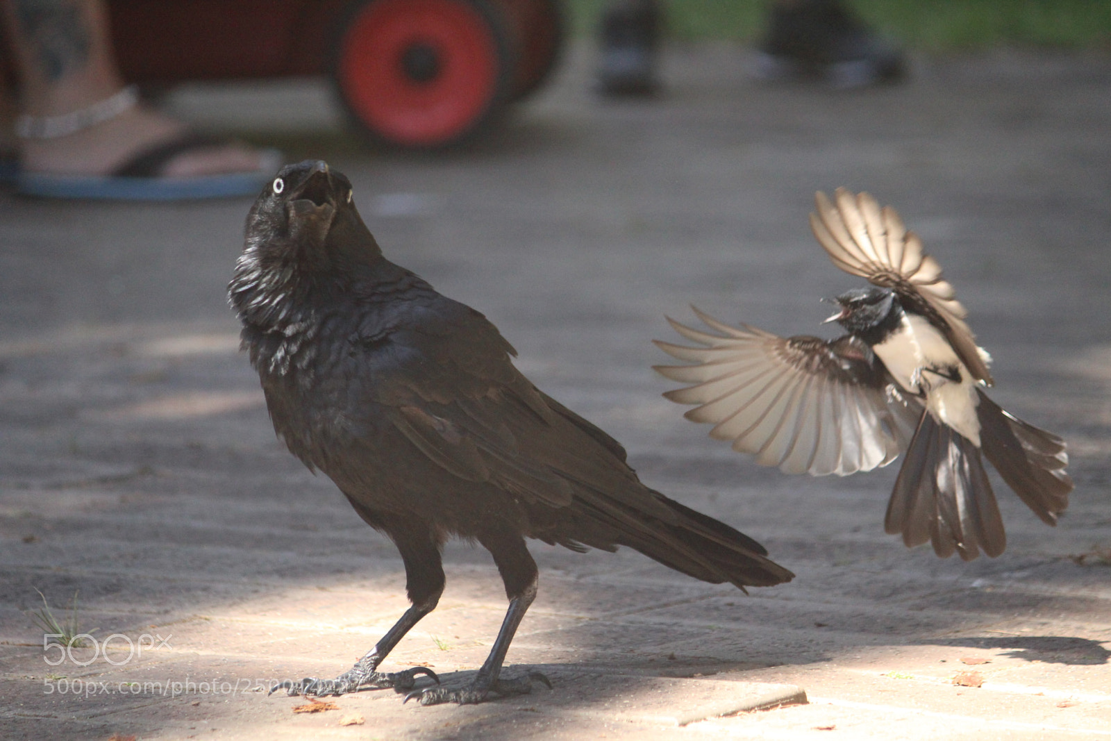 Canon EF-S 55-250mm F4-5.6 IS II sample photo. Bird fight photography
