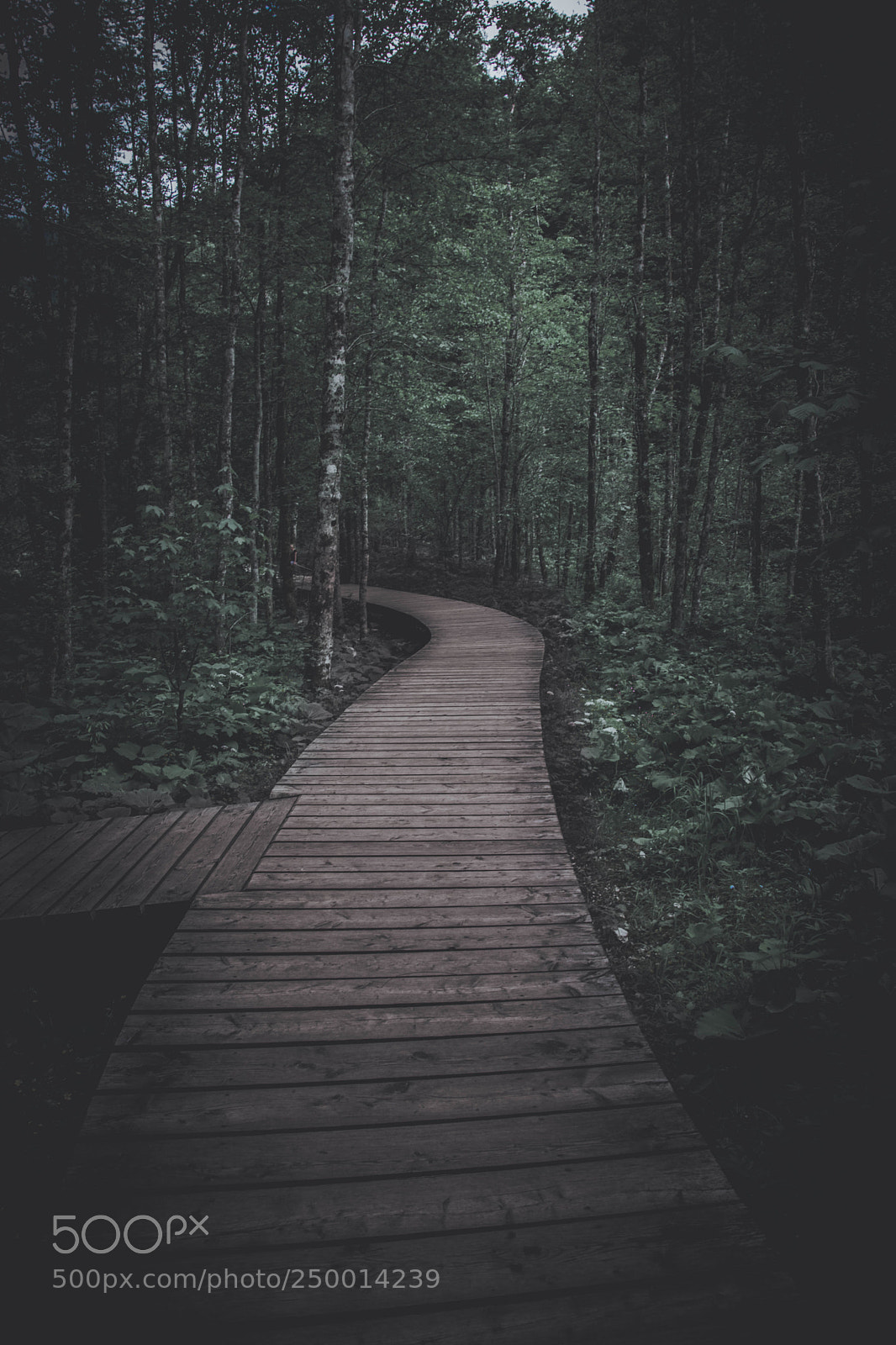 Nikon D3300 sample photo. The lonely path photography
