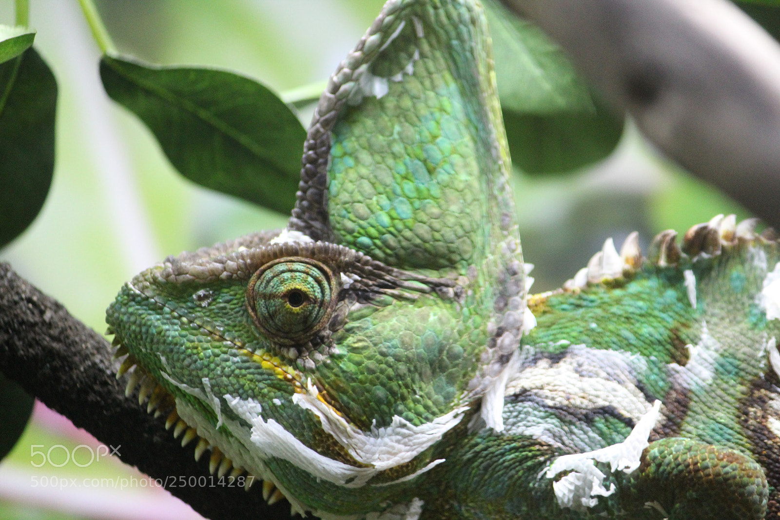 Canon EF-S 55-250mm F4-5.6 IS II sample photo. Camouflaging chameleon photography