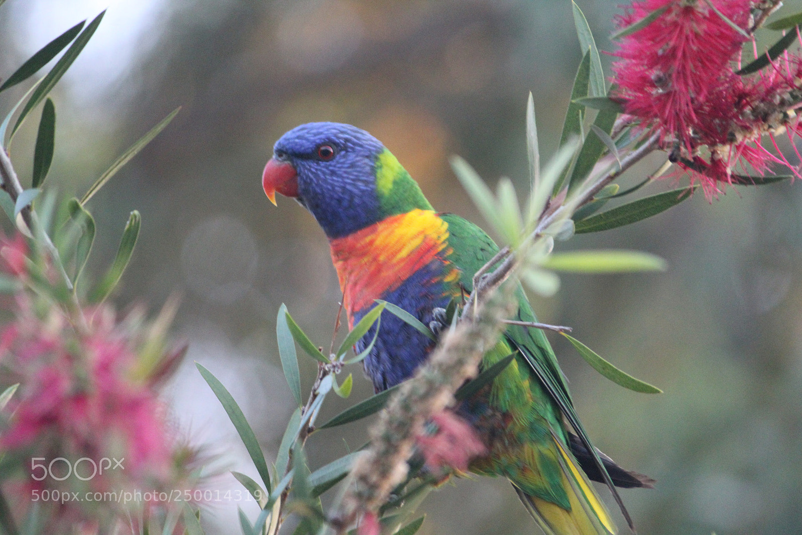 Canon EF-S 55-250mm F4-5.6 IS II sample photo. Rainbow lorikeet photography