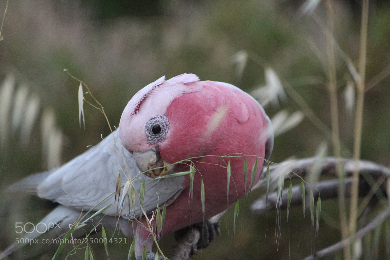Canon EF-S 55-250mm F4-5.6 IS II sample photo. Hungry galah photography