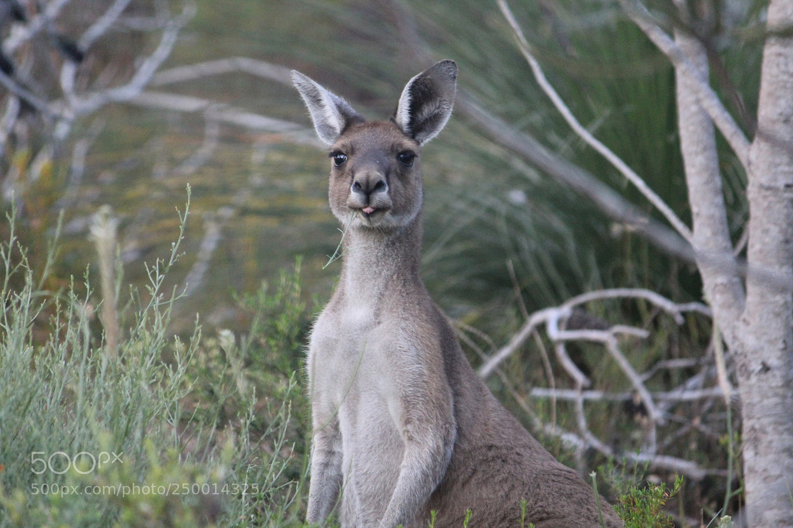 Canon EF-S 55-250mm F4-5.6 IS II sample photo. Hungry roo photography