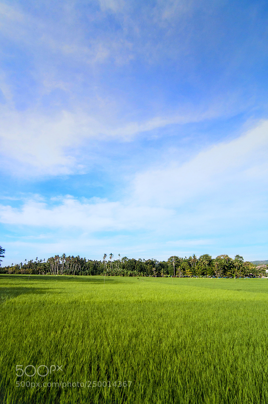 Nikon D90 sample photo. Rice filed photography