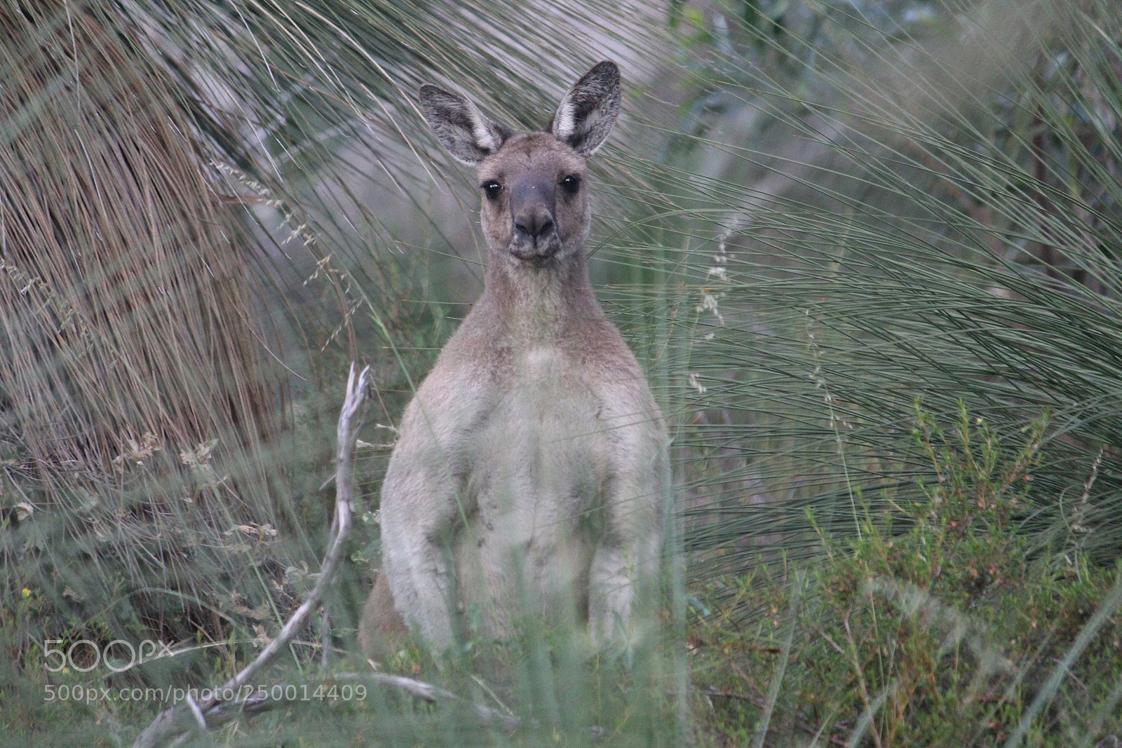 Canon EF-S 55-250mm F4-5.6 IS II sample photo. Strong kangeroo photography