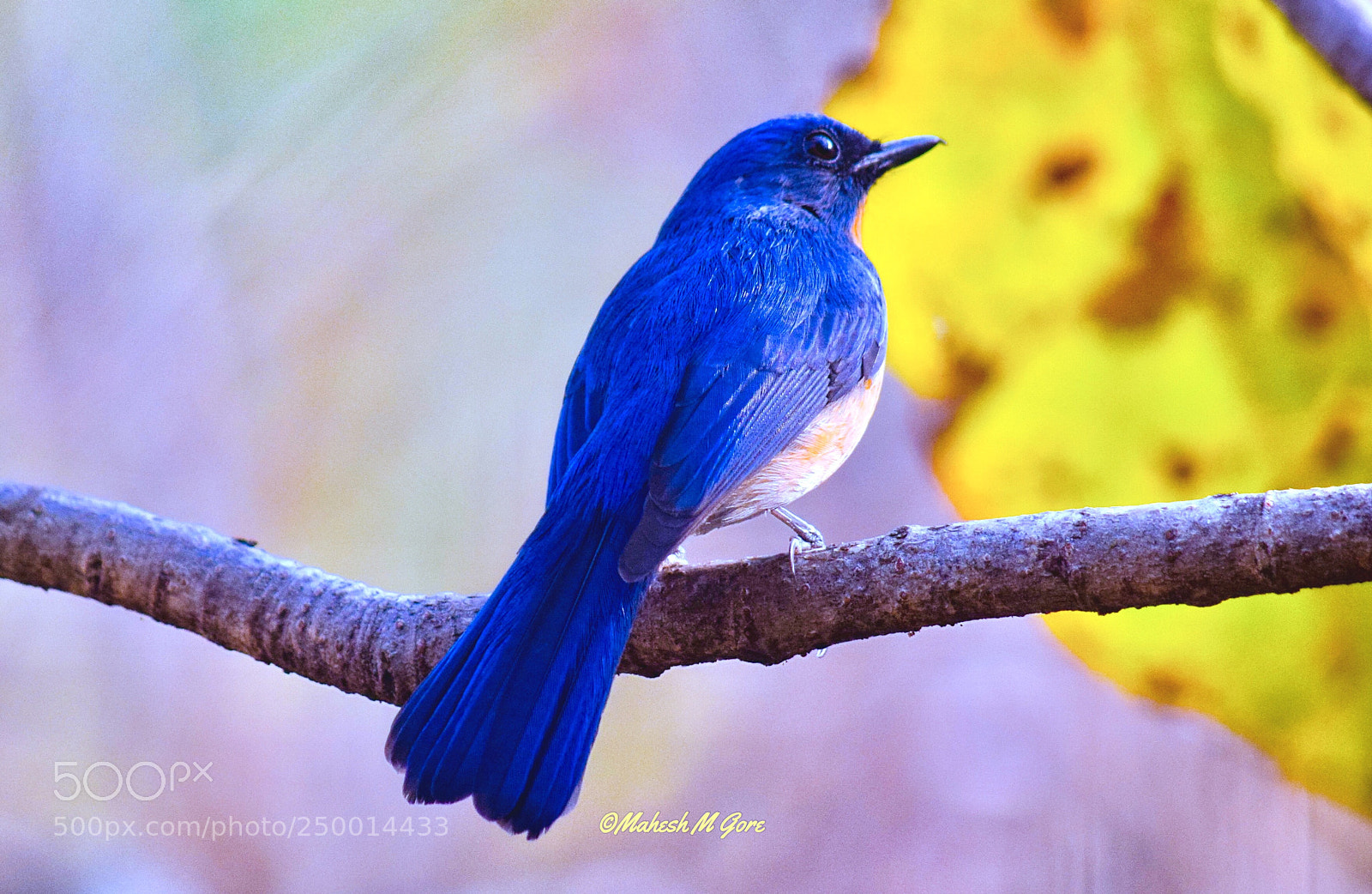 Nikon D5300 sample photo. Tickell's blue flycatcher photography