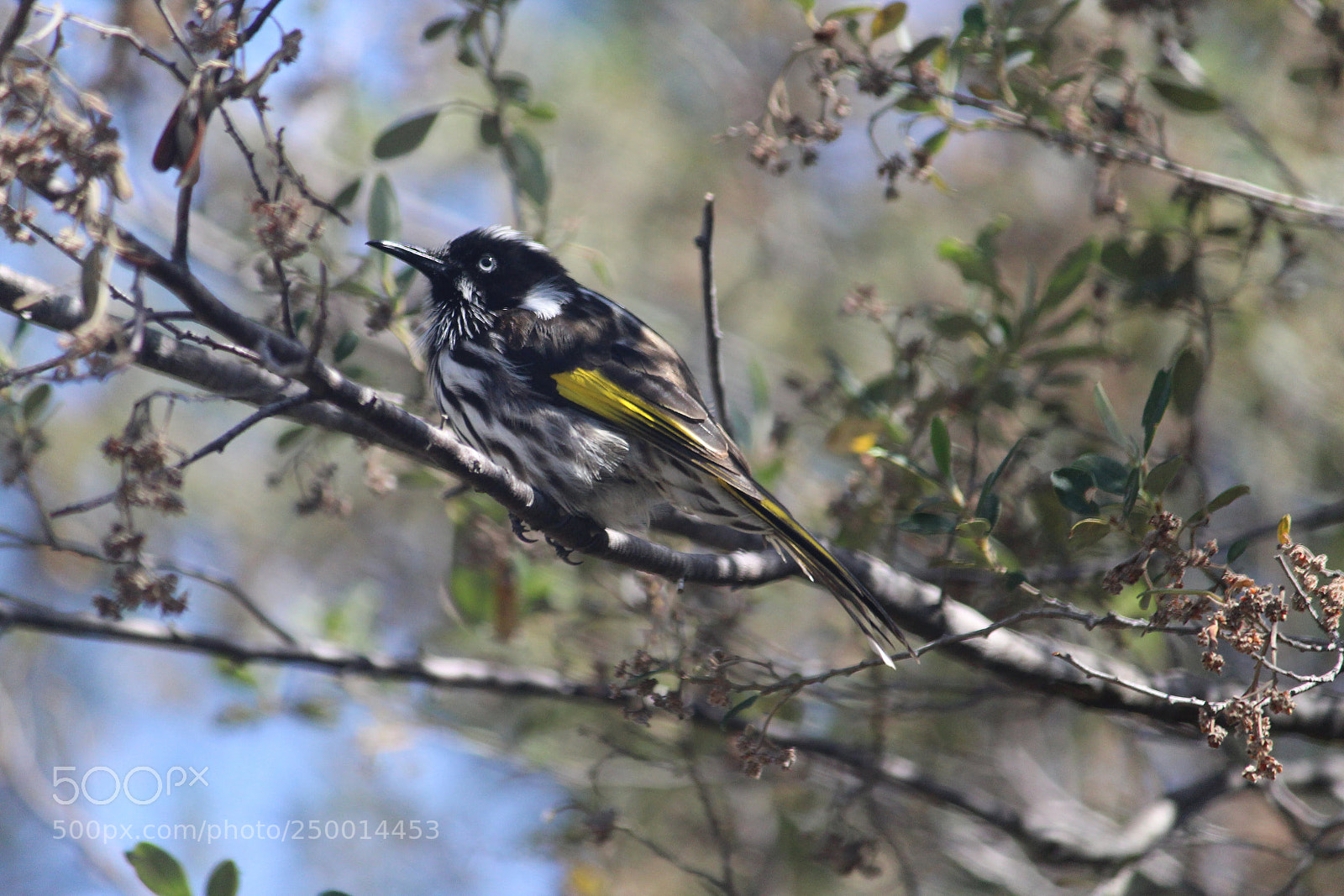 Canon EF-S 55-250mm F4-5.6 IS II sample photo. Honey eater photography
