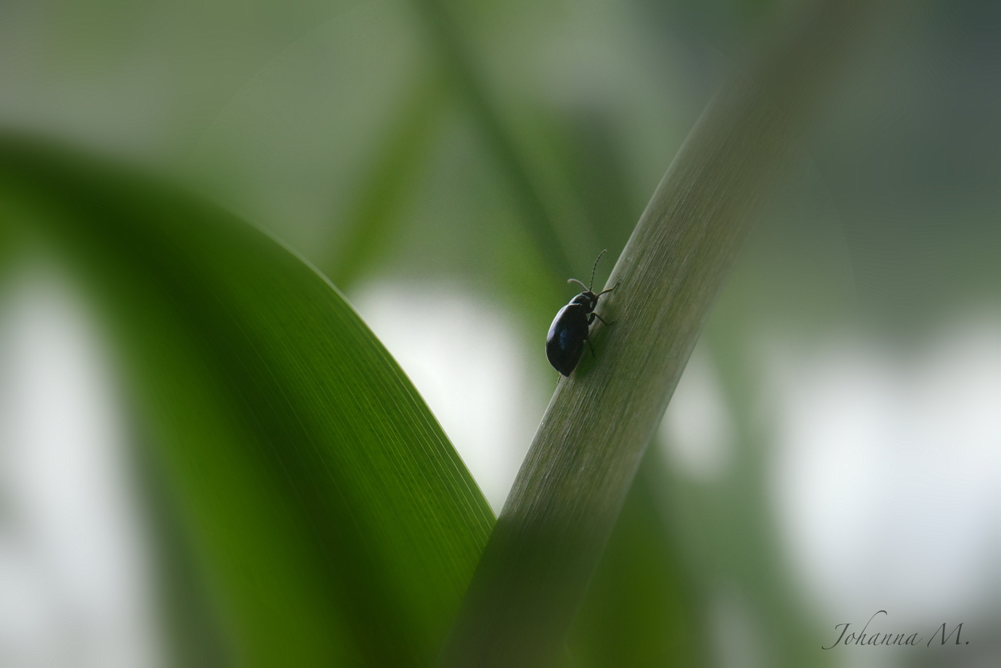 Nikon AF-S Micro-Nikkor 105mm F2.8G IF-ED VR sample photo. Bug photography