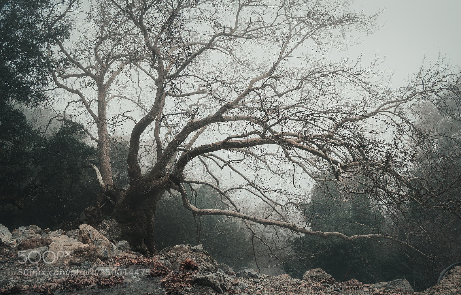 Nikon D3100 sample photo. Old tree in the photography