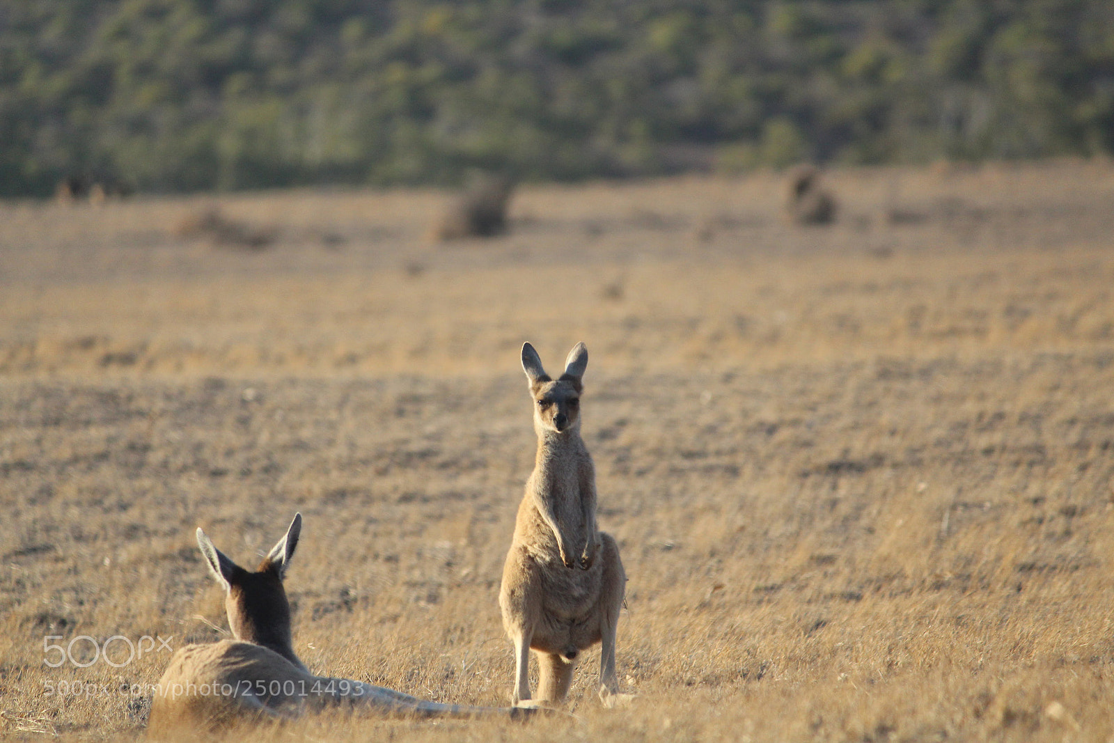 Canon EF-S 55-250mm F4-5.6 IS II sample photo. Mother and joey photography