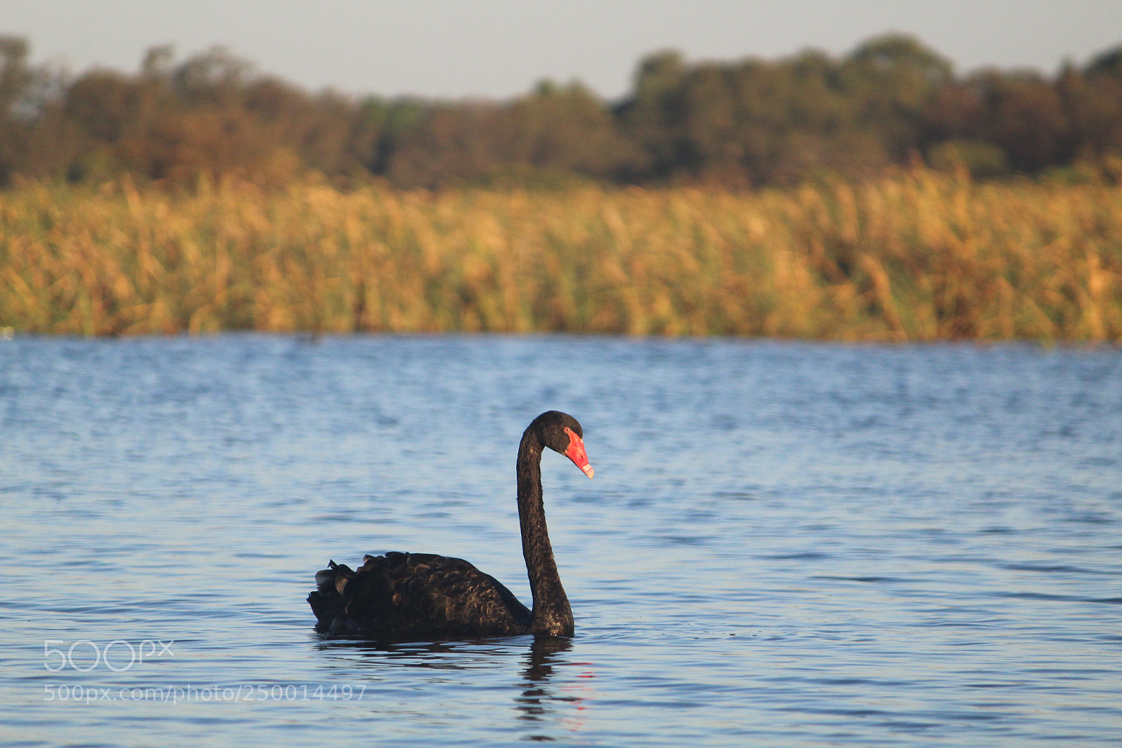 Canon EF-S 55-250mm F4-5.6 IS II sample photo. Swan on herdsman photography