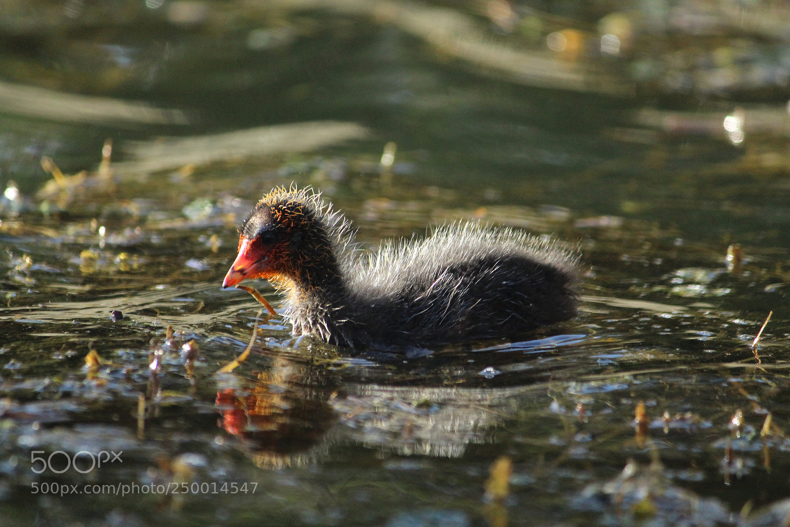 Canon EF-S 55-250mm F4-5.6 IS II sample photo. Baby duckling photography