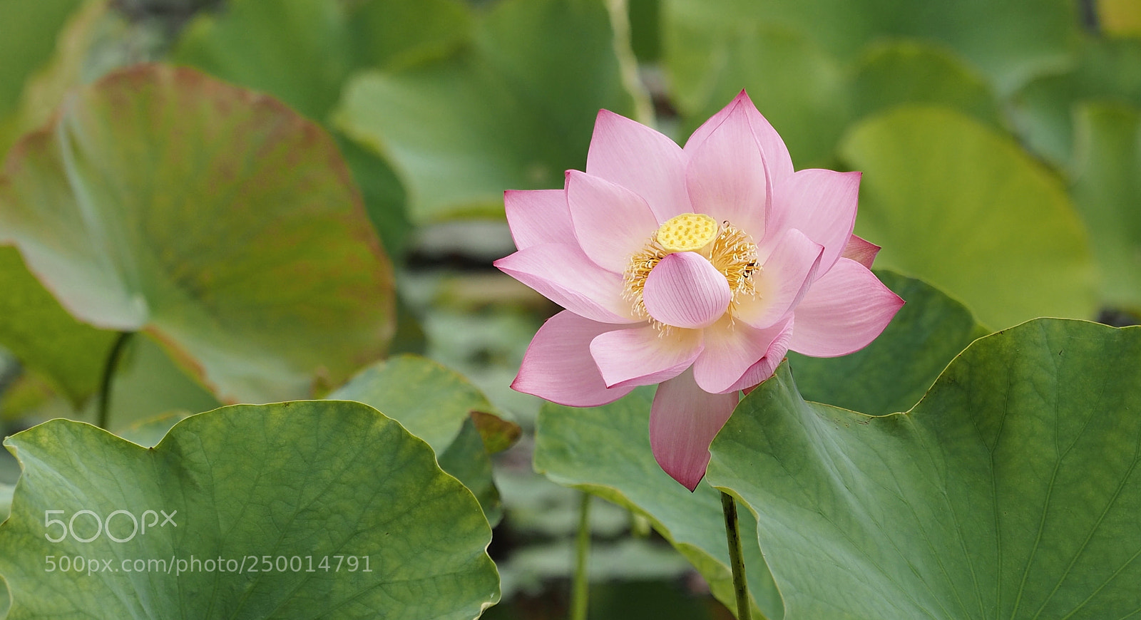 Olympus OM-D E-M5 II sample photo. The whisper in the photography