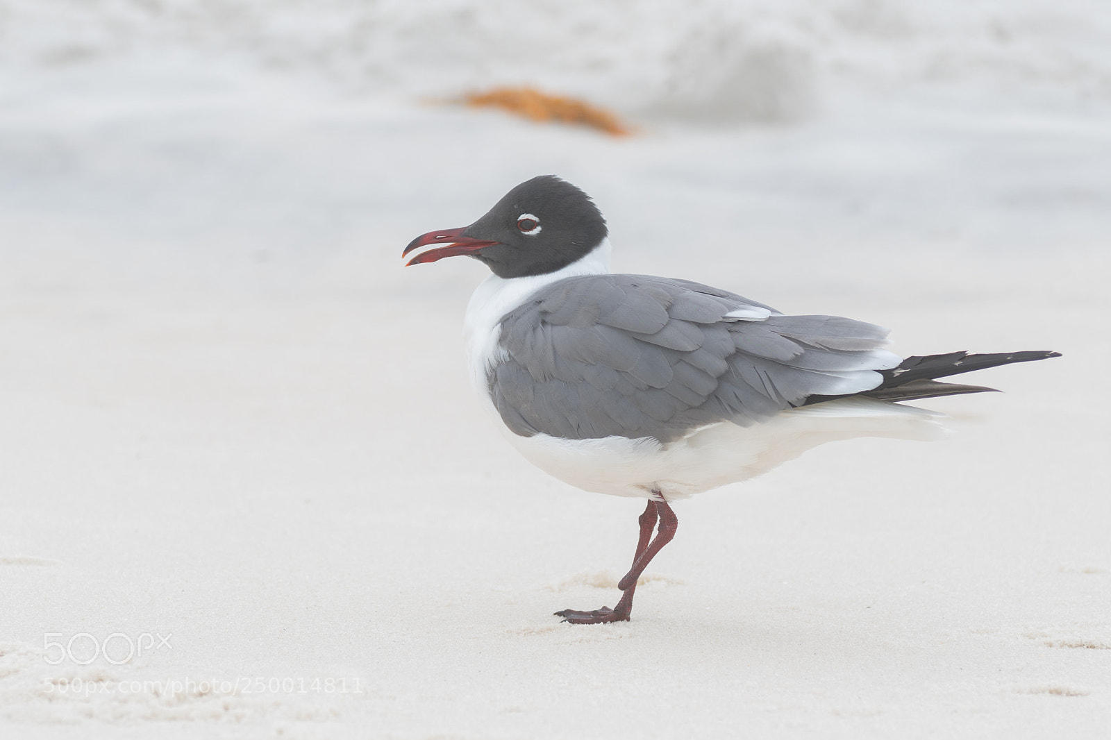 Nikon D500 sample photo. Seagull with one foot photography