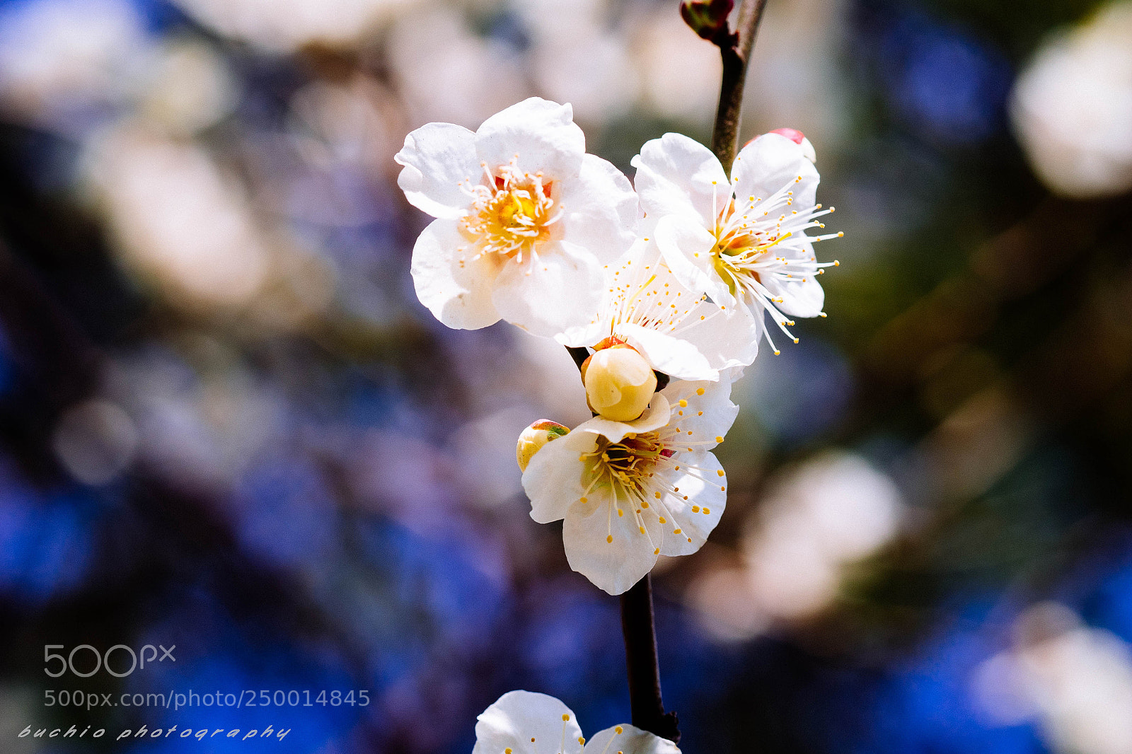 Olympus OM-D E-M1 sample photo. Japanese apricot photography