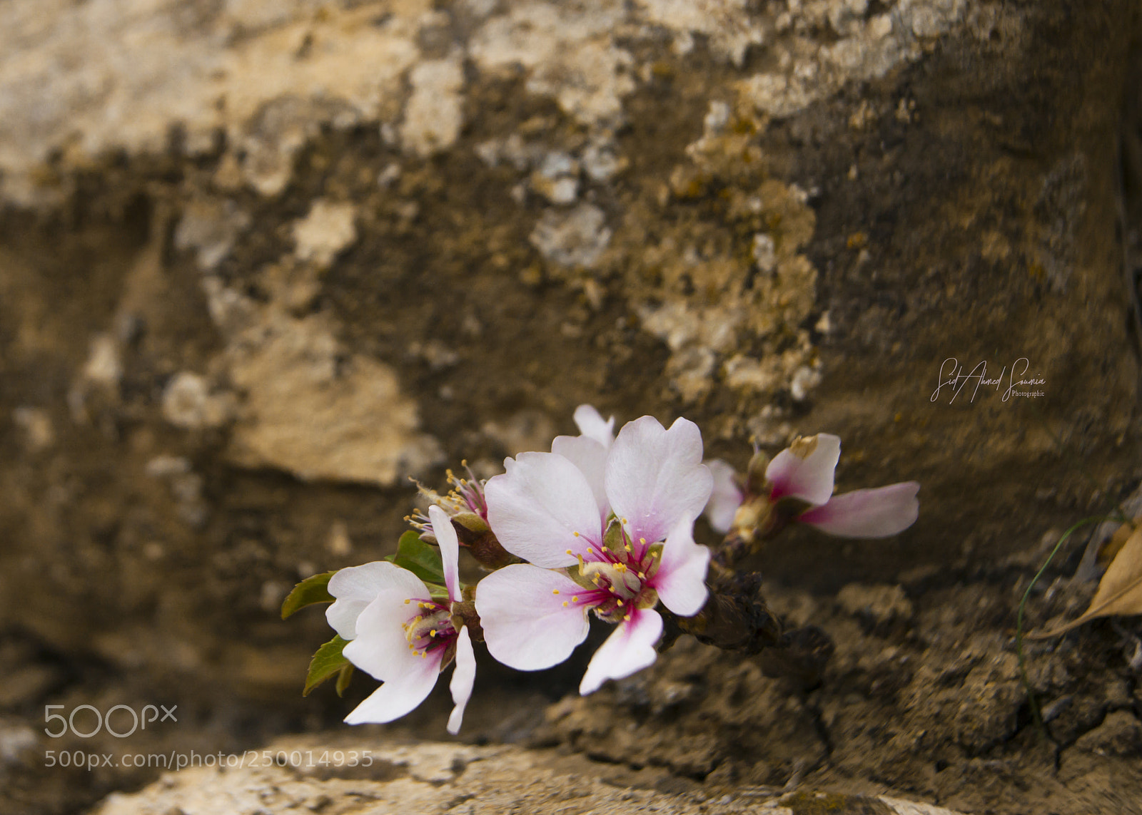 Sony Alpha DSLR-A450 sample photo. Flower photography
