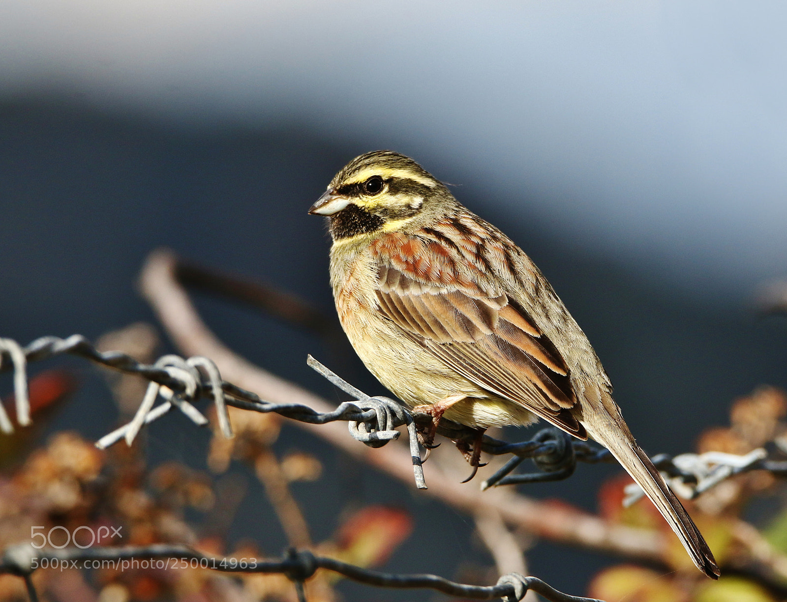 Canon EOS 70D sample photo. Zigolo nero maschio photography
