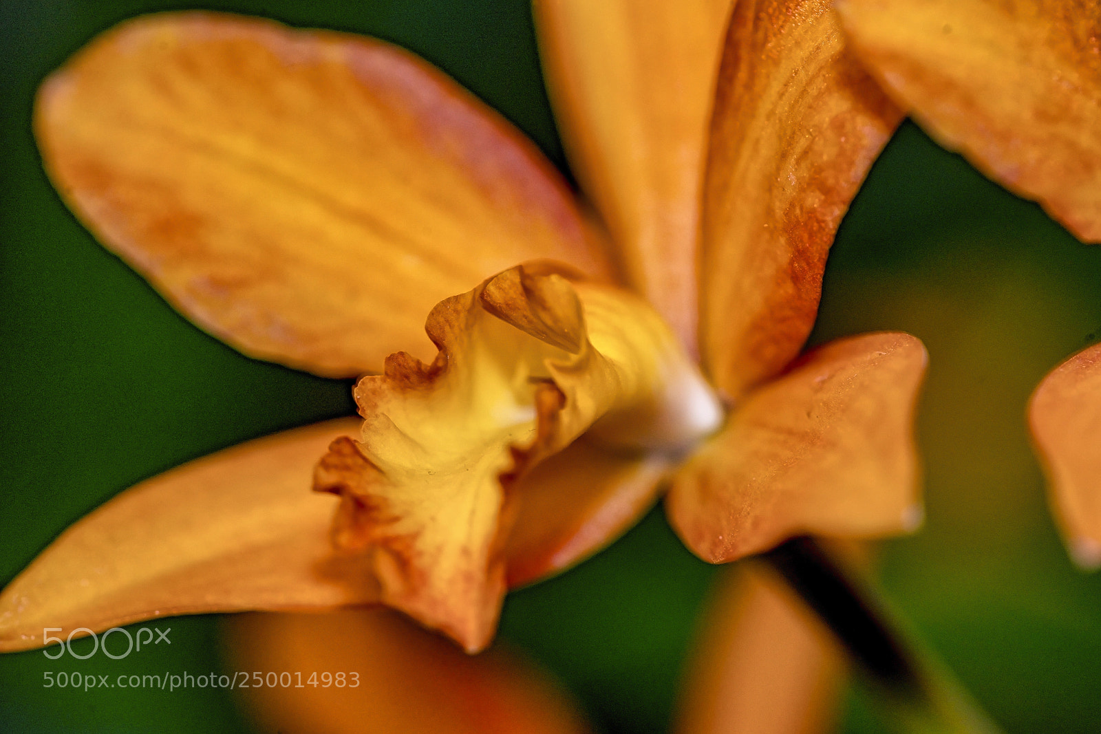 Sony a7R II sample photo. Beautiful glow photography