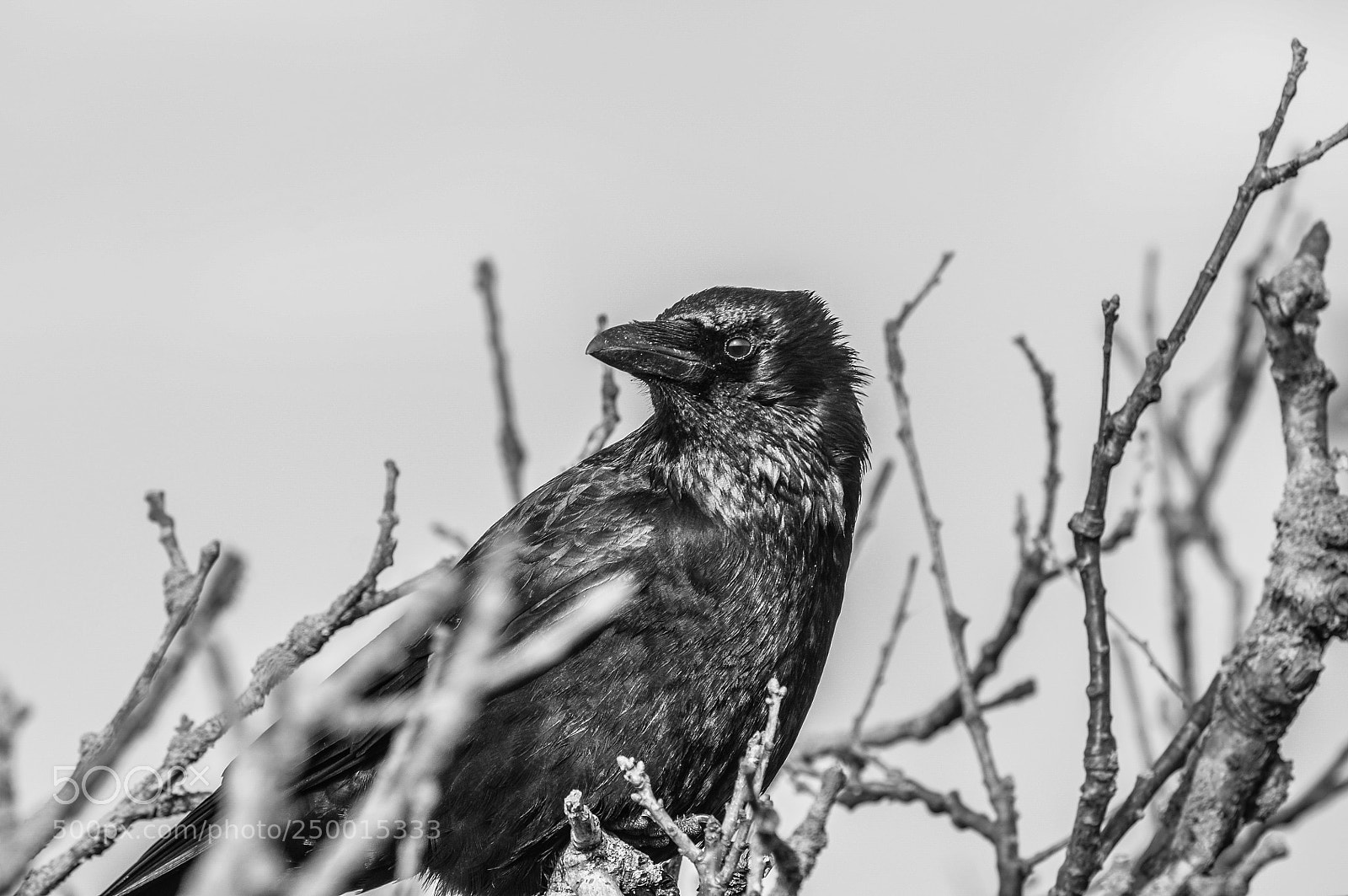 Nikon D300S sample photo. Zwarte kraai photography