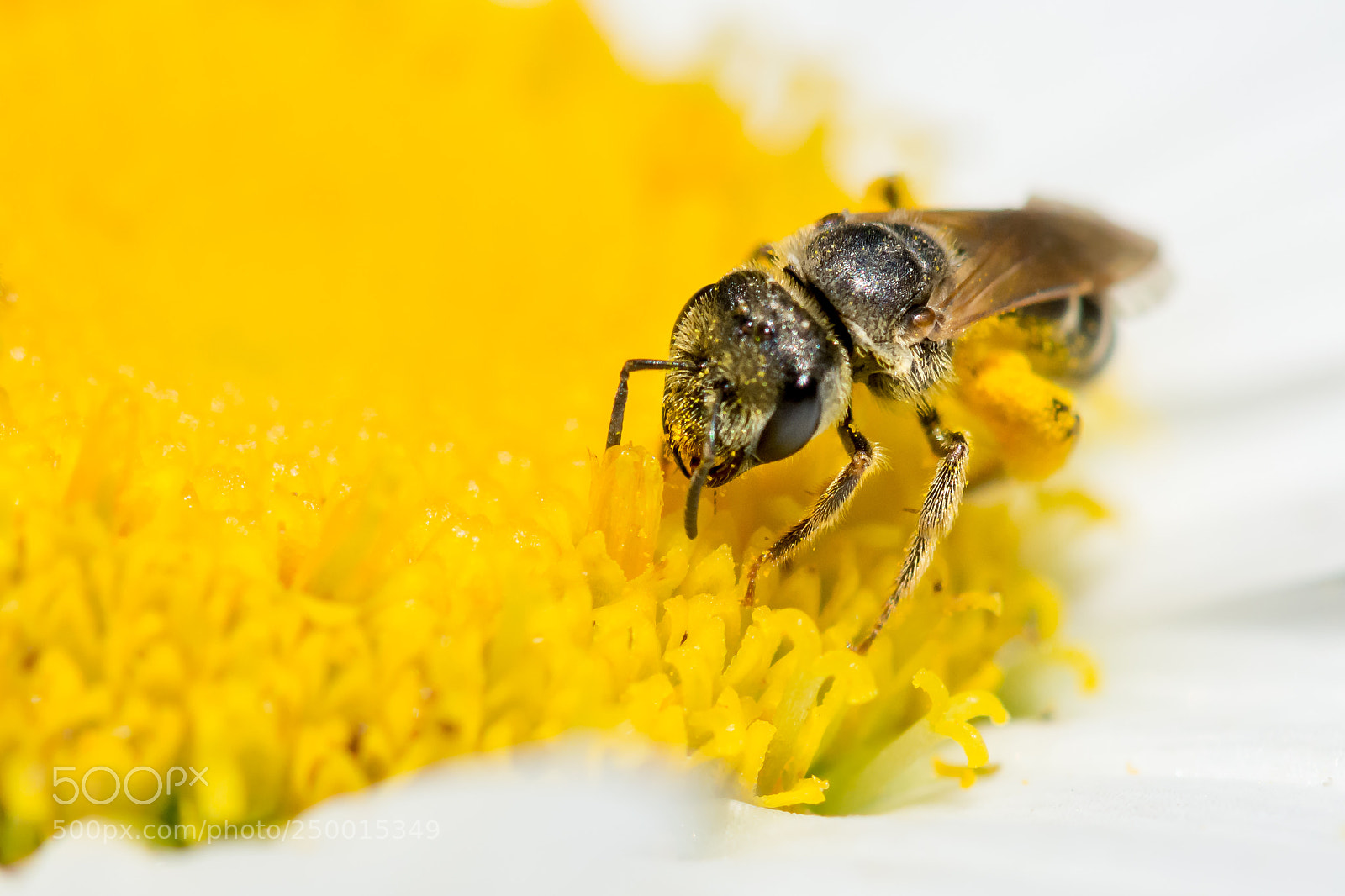 Nikon D7100 sample photo. Sweat bee on chamomile photography