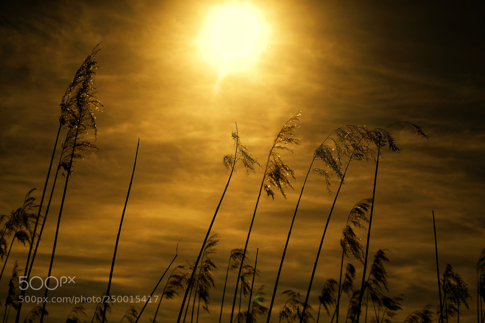 Samsung NX1 sample photo. Tardes de oro! photography
