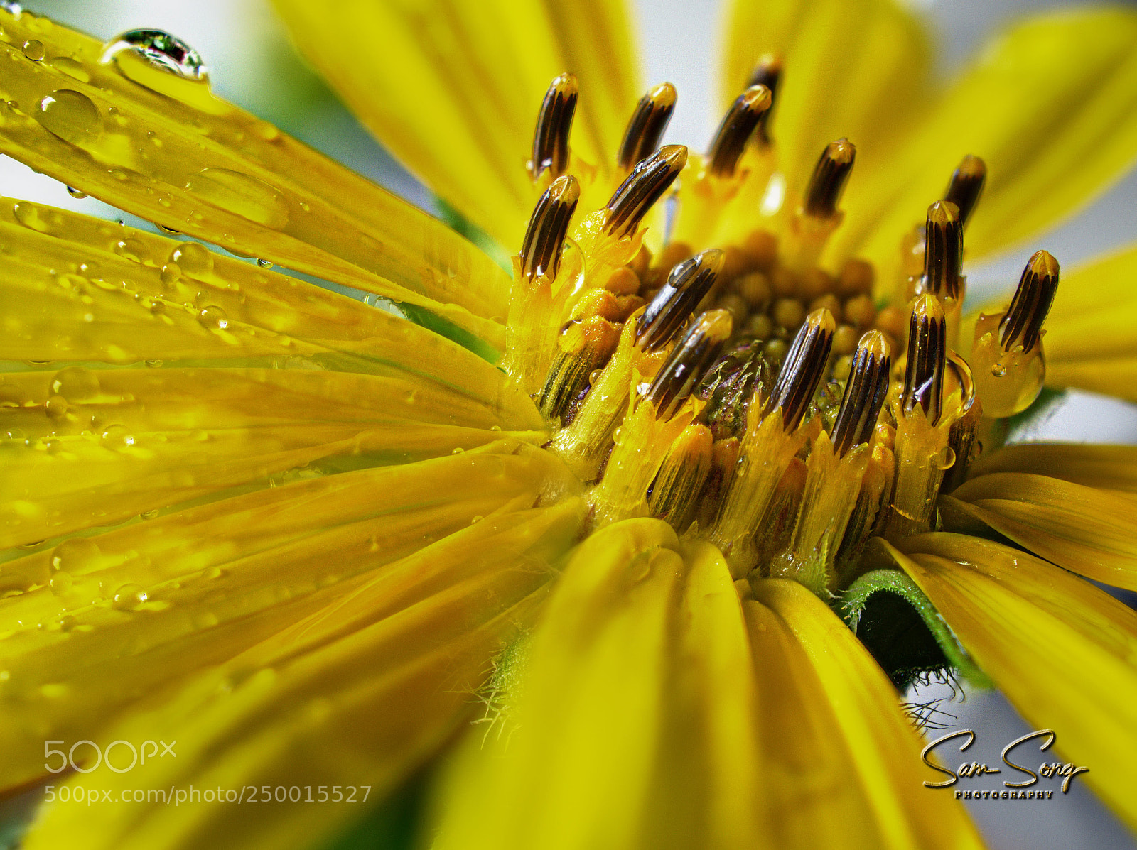 Olympus OM-D E-M10 III sample photo. Sunflower macro photography