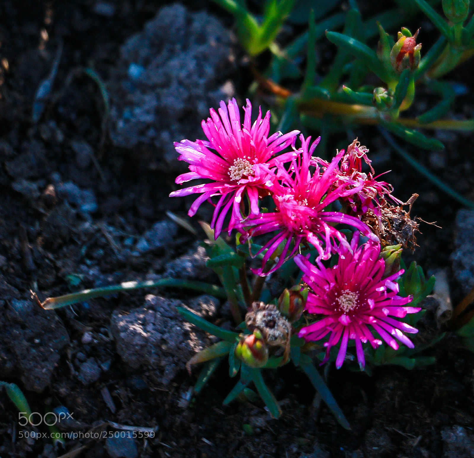 Canon EOS 70D sample photo. Macro photography