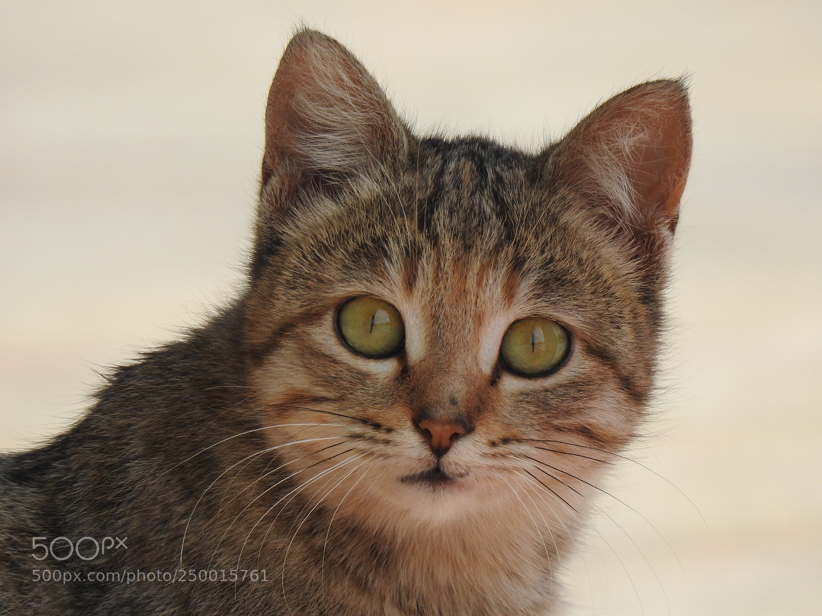 Nikon Coolpix P900 sample photo. Kitten photography