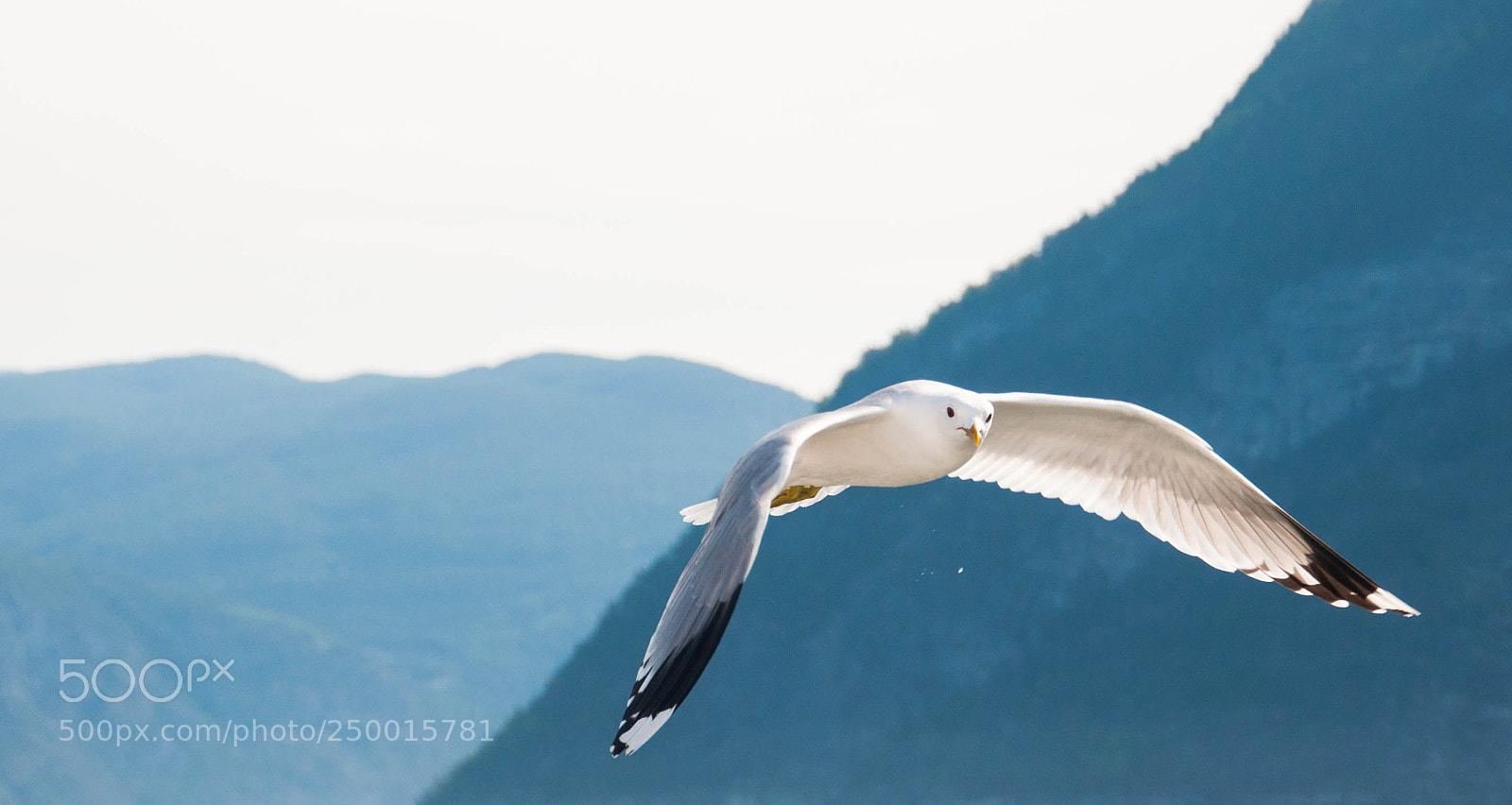 Nikon D90 sample photo. Swooping the skies photography