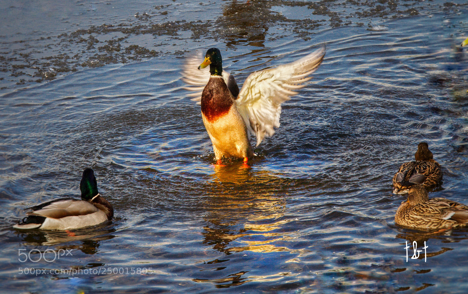 Canon EOS 7D sample photo. Untitled photography