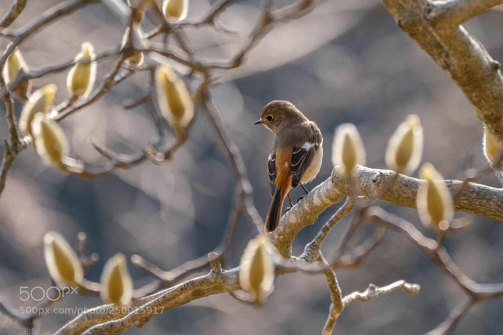 Sony a7R III sample photo. Daurian redstart  female photography