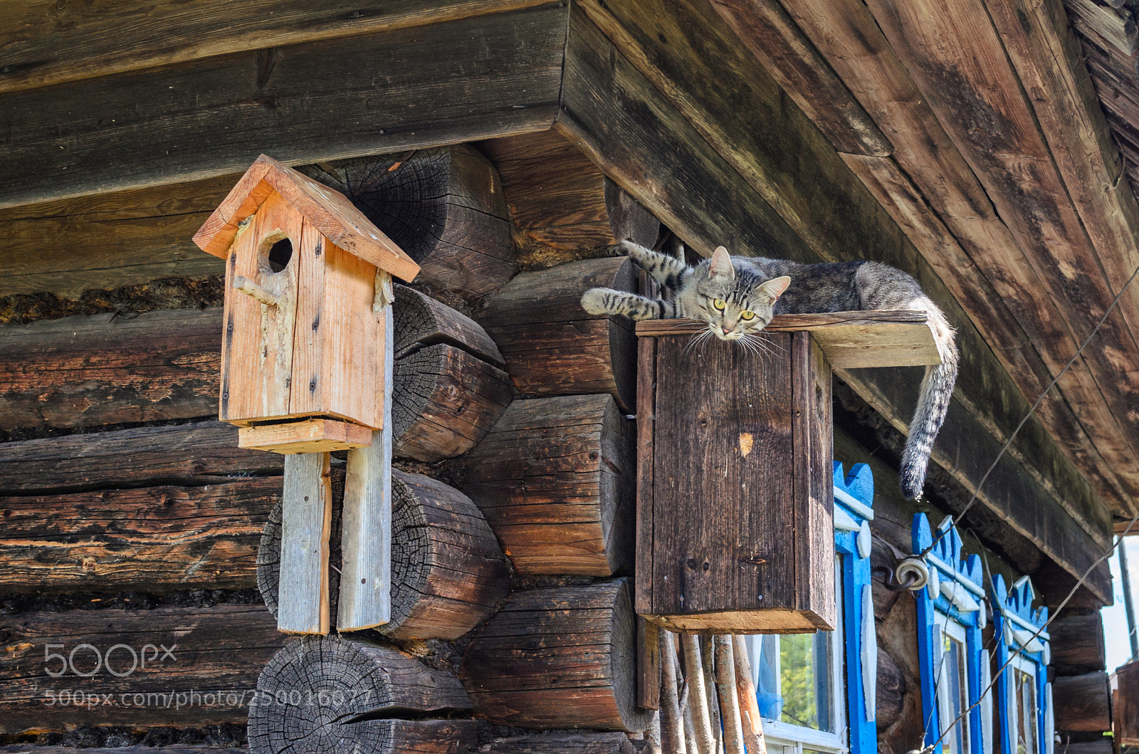 Nikon D5100 sample photo. Wildcat photography