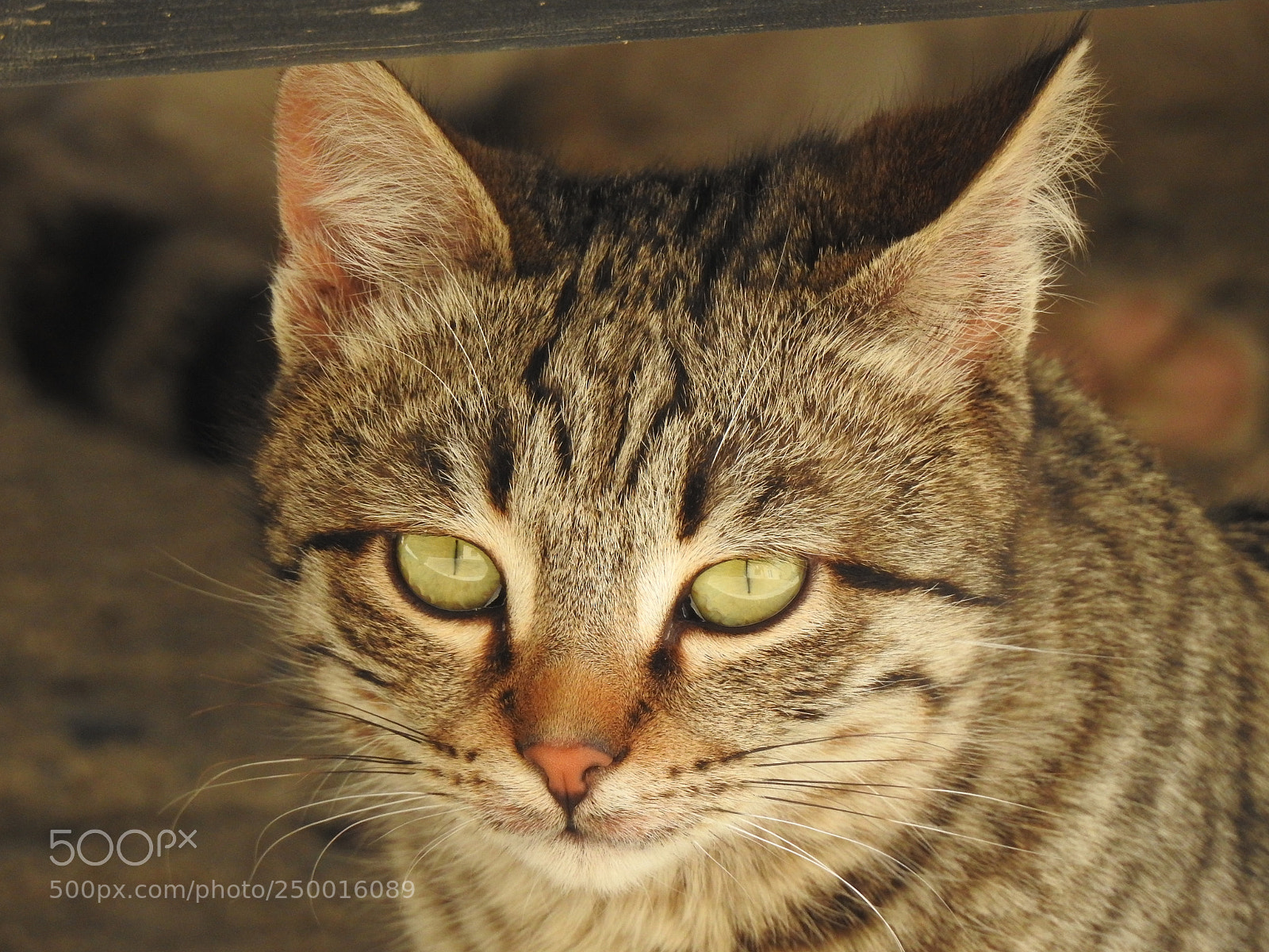 Nikon Coolpix P900 sample photo. Kitten photography