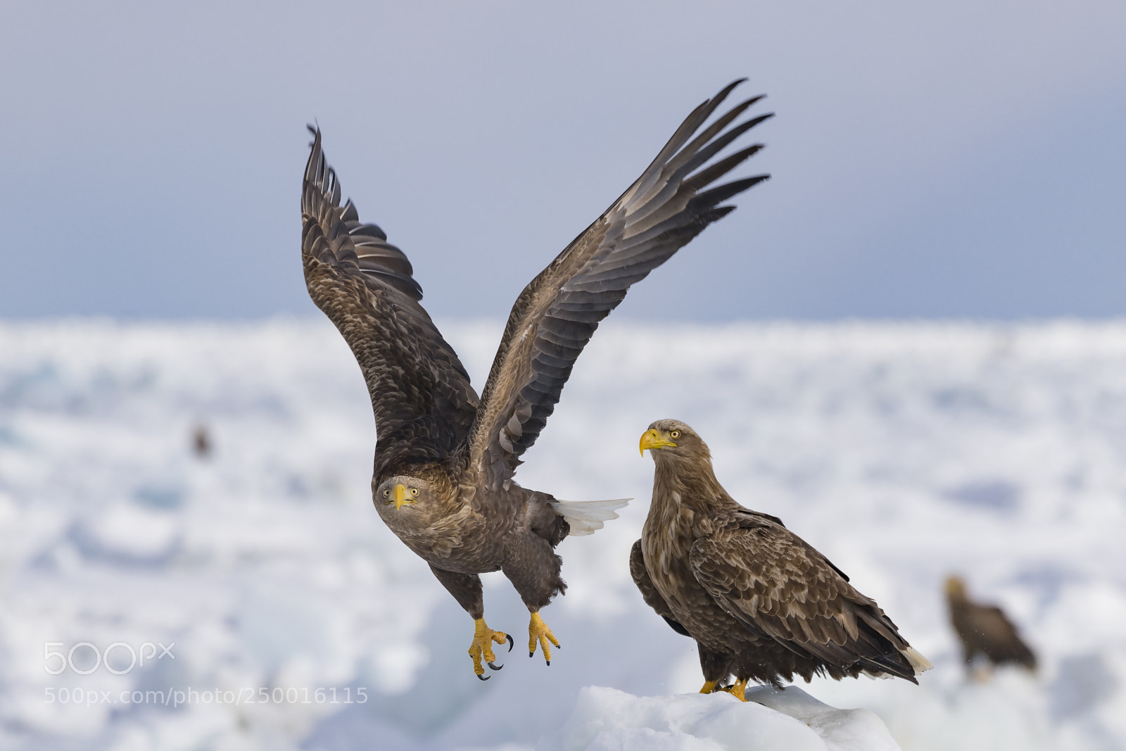 Nikon D850 sample photo. White-tailed eagle photography